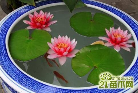 砥行立名成语接龙游戏