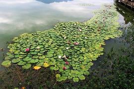 蒸蒸日进成语接龙游戏