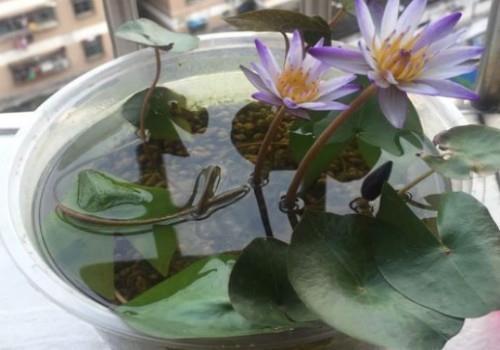 扭头别项成语接龙游戏