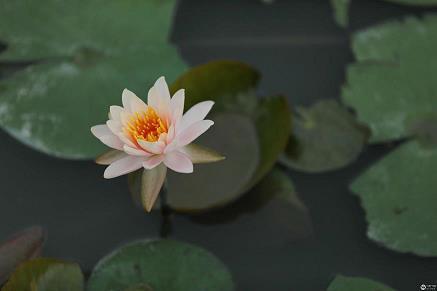 有增无已成语接龙游戏