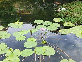 霜行草宿成语接龙游戏