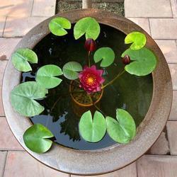 批砉导窾成语接龙游戏
