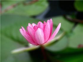 谠言嘉论成语接龙游戏