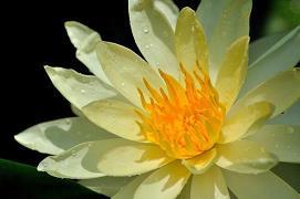 柳昏花螟成语接龙游戏