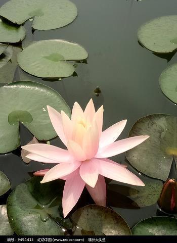 瑟瑟缩缩成语接龙游戏