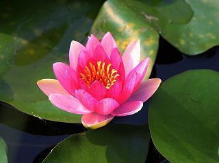 救民水火成语接龙游戏