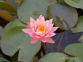 节中长节成语接龙游戏