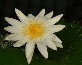 流水桃花成语接龙游戏