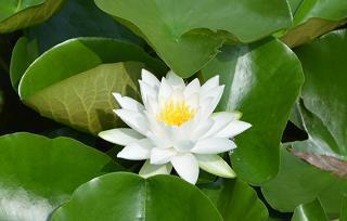 永世其芳成语接龙游戏