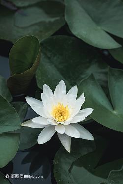 坐收渔利成语接龙游戏