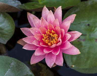 昂藏七尺成语接龙游戏