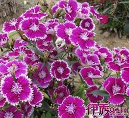 甘贫乐道成语接龙游戏