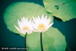 顿足捩耳成语接龙游戏