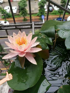 夙兴昧旦成语接龙游戏