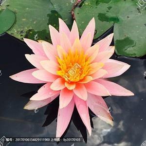 折臂三公成语接龙游戏
