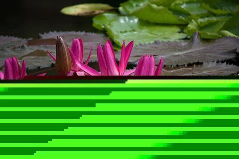 捻着鼻子成语接龙游戏