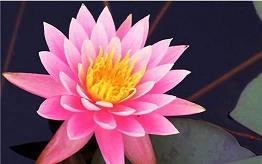 河梁携手成语接龙游戏