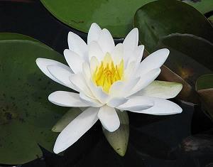 更新换代成语接龙游戏
