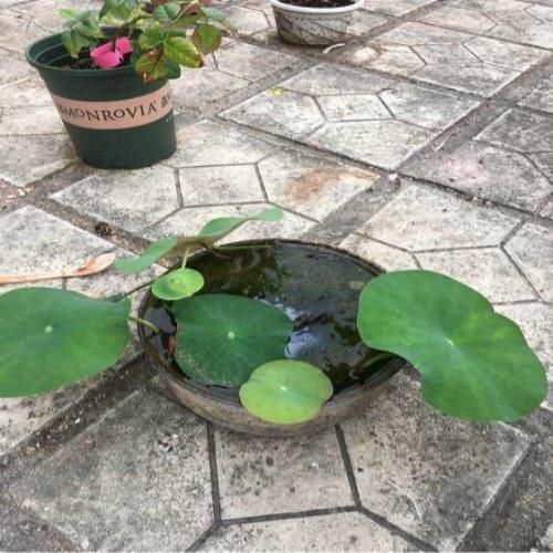 移缓就急成语接龙游戏