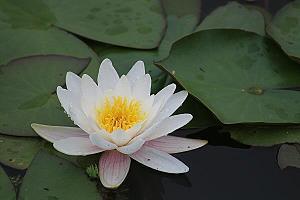 招花惹草成语接龙游戏