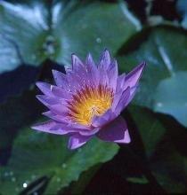 拍案叫绝成语接龙游戏