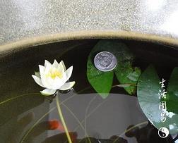 风云变态成语接龙游戏
