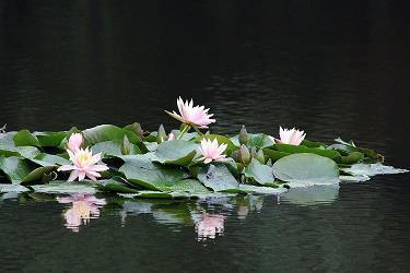 左右逢原成语接龙游戏