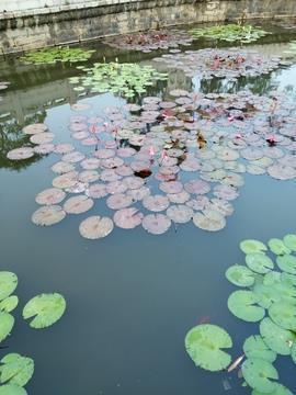 粒米狼戾成语接龙游戏