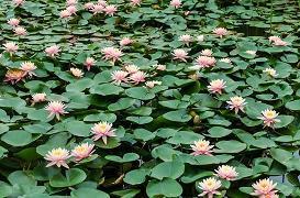 清风亮节成语接龙游戏
