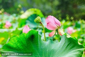 机心械肠成语接龙游戏