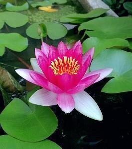手不辍卷成语接龙游戏