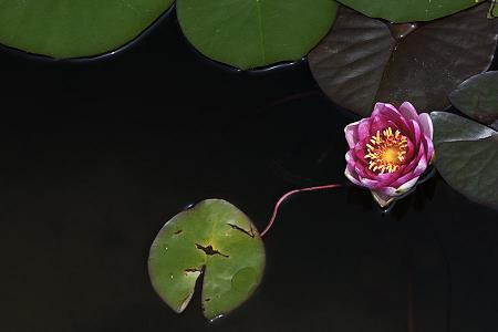 鼻息震天打一成语