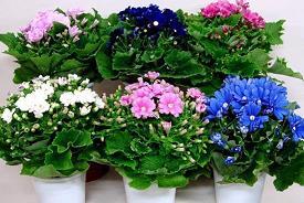盘根错节造句-用盘根错节怎么造句