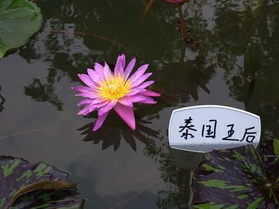 急风暴雨成语接龙游戏