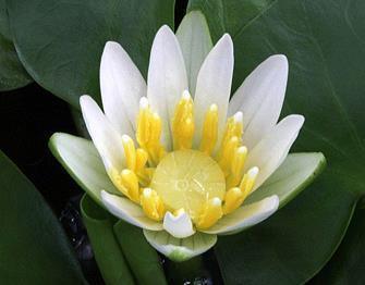 水开了就关火打一成语