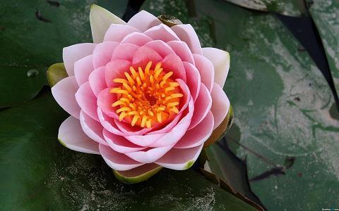 至死靡他成语接龙游戏