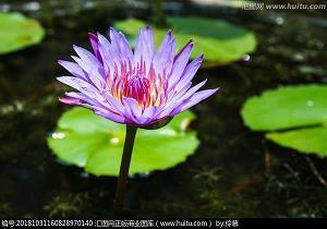 小器易盈成语接龙游戏