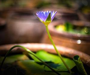 槛花笼鹤成语接龙游戏