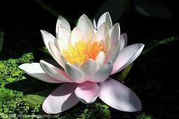 落花打一成语