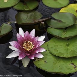 骇目振心成语接龙游戏