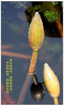 繁音促节成语接龙游戏