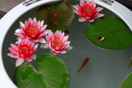 枝节横生成语接龙游戏