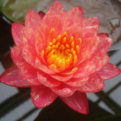 患难相共成语接龙游戏