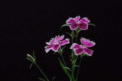 4月14日牵动着我们的心－赵世超