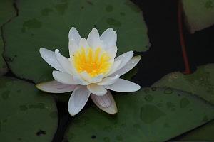 心花怒放成语接龙游戏