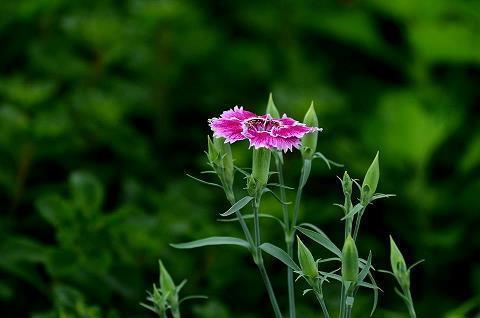 冬温夏凊成语接龙游戏