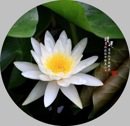 畅叙幽情成语接龙游戏