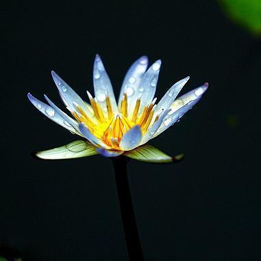 宴安鸩毒成语接龙游戏