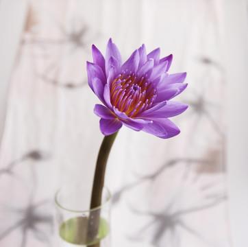 烘托渲染成语接龙游戏