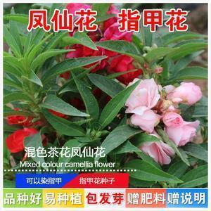 故宫离黍成语接龙游戏